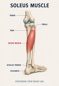 AI generated soleus muscle anatomy diagram labeled lower leg structures Achilles tendon bones for medical education healthcare learning scientific reference