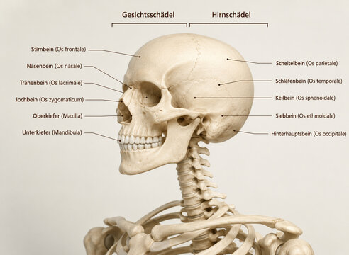 AI generated human skull anatomy diagram labeled cranial facial bones cervical vertebrae skeletal landmarks for medical education healthcare training anatomy reference