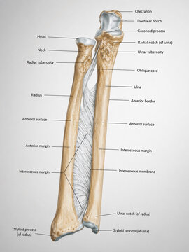 AI generated detailed medical illustration of radius ulna interosseous membrane forearm bone anatomy highlighting landmarks cortical structures connective tissues for education