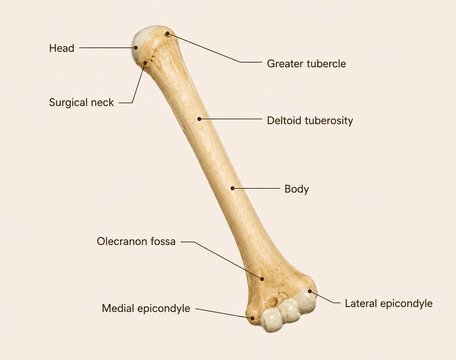 AI generated humerus bone anatomy educational diagram labeled anatomical landmarks for medical education healthcare learning scientific reference