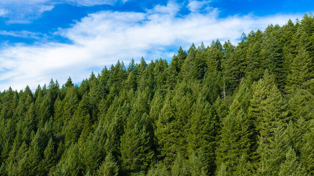 Dense Evergreen Pine Forest Slope Under Blue Sky With Clouds
