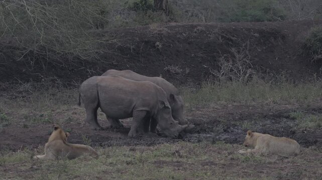 White rhinos drink at a waterhole while lions rest nearby as an oxpecker forages around one rhino&rsquo;s nose and ear in KwaZulu-Natal, South Africa.