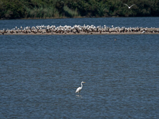 Naklejka premium Great egrets and a flock of birds on a sandbank