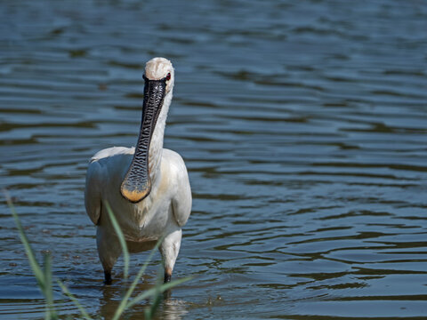 Eurasian Spoonbill, L&ouml;ffelreiher (Platalea leucorodia)
