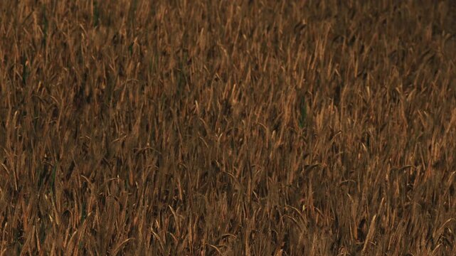 Waves of golden grain cover the field under clear blue skies. Tall stalks stand firm in the sunlight. Farmers prepare for the harvest season as the grains mature.