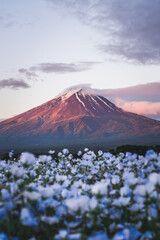 Fototapeta premium Panoramic landscape of Mount Fuji surrounded by a field of blooming blue and white flowers during blue hour