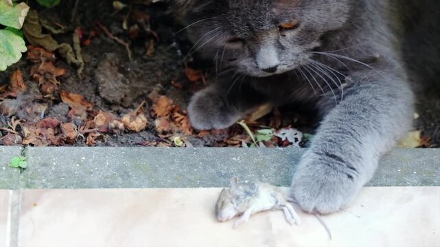 Gray cat plays with dead mouse in garden, a captivating scene of predator and prey in motion.