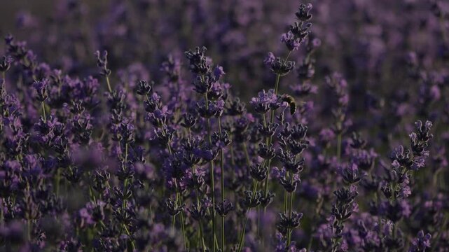 Lavender bee summer, honey bee pollinating purple flowers in a scenic field under warm sunlight for natural environmental and agricultural stock footage