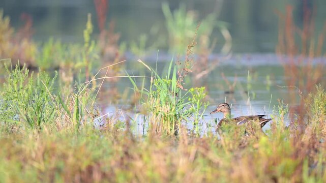 Female Mallard Duck in alert observing behind the vegetation at the edge of a pond in summer. Anas platyrhynchos, Indre-et-Loire 37, r&eacute;gion Centre-Val de Loire, France, European Union, Europe