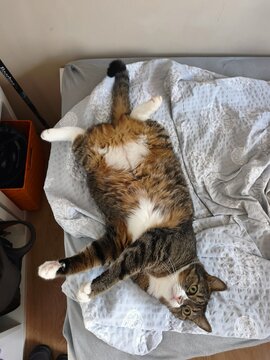  Funny tabby cat lying upside down on its back in bed