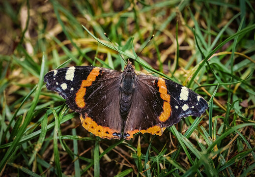 Admiral (Vanessa atalanta), ein in Deutschland weit verbreiteter Schmetterling