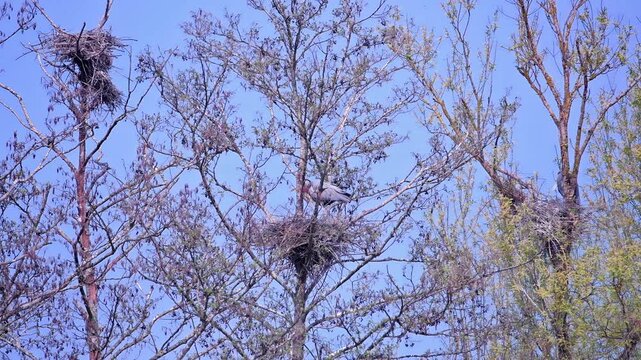 Grey Heron Nesting High in Treetop in Westpark Regensburg Germany