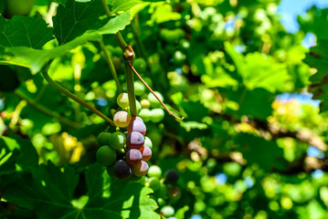 Ripening grapes on vine in sunny green vineyard © Mirko