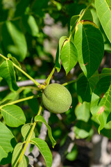 Fototapeta premium Green walnut hanging on tree branch