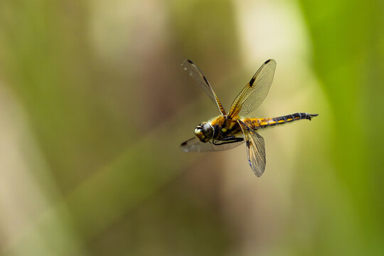 Four-spotted chaser dragonfly flying in Tyrol