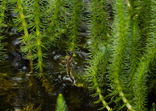 Four-spotted chaser dragonfly laying eggs in a pond in Tyrol