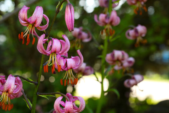 small beautiful pink martagon lily flower in the garden