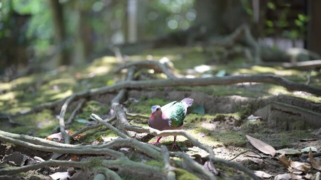 4K video of colorful doves