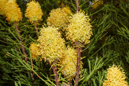 Yellow flower heads of Petrophile fastigiata (Proteaceae), southwestern Western Australia