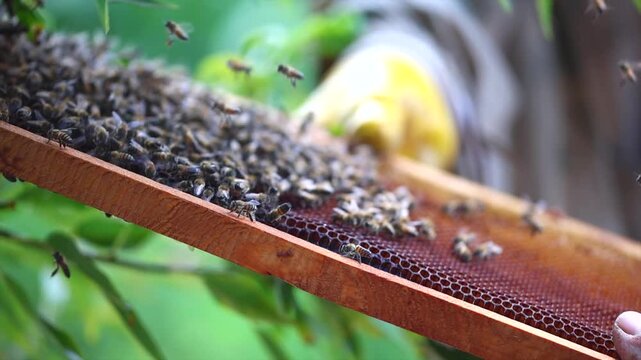 Honey bees start working with the arrival of spring