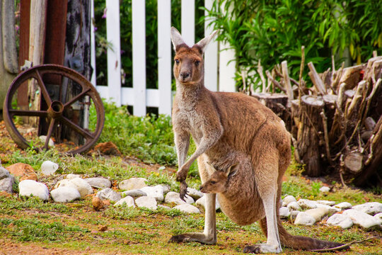 Western Grey Kangaroo with joey in pouch, Southwest Western Australia
