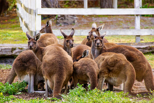 Mob of Western Grey Kangaroos feeding on farmland in Southwest Western Australia