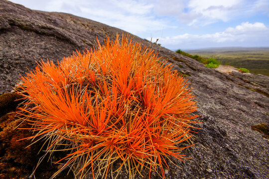 Orange pincushion plant (Borya sphaerocephala) on granite outcrop, Mount Chudalup, D'Entrecasteaux National Park, Western Australia