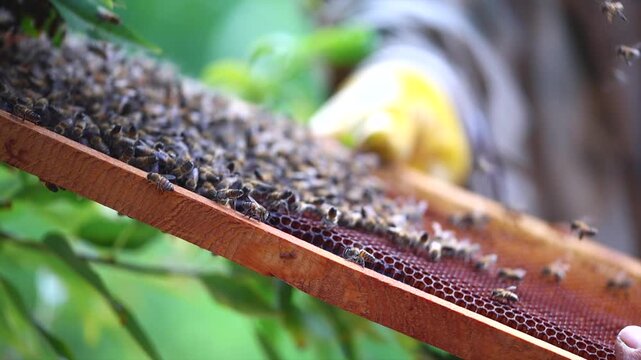 Honey bees start working with the arrival of spring