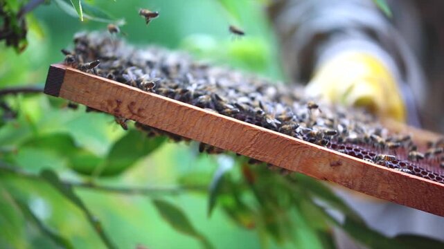 Honey bees start working with the arrival of spring