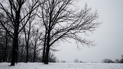 Fototapeta premium Bare Winter Trees in Snowy Field Under Overcast Sky.