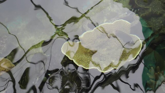 Top-down view of a vibrant coral reef aquarium with water ripples. Tropical fish and plate corals visible through clear water with overhead reflections. Marine biology and sea life conservation.