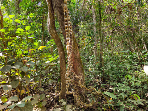 Exotic Monkey Ladder Vine Escada de Macaco in Cerrado Forest Brazil