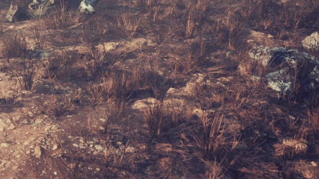 A dead tree lies on dry ground surrounded by wilted grass as the sun sets. The landscape appears empty and desolate under the fading light of day.