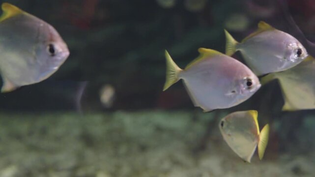 Silver Moony fish Monodactylus argenteus swimming in a saltwater aquarium. This diamond-shaped tropical fish features silver scales and yellow fin highlights against a blurred dark background.