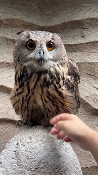 A majestic eagle owl perched on a rock looking directly into the camera