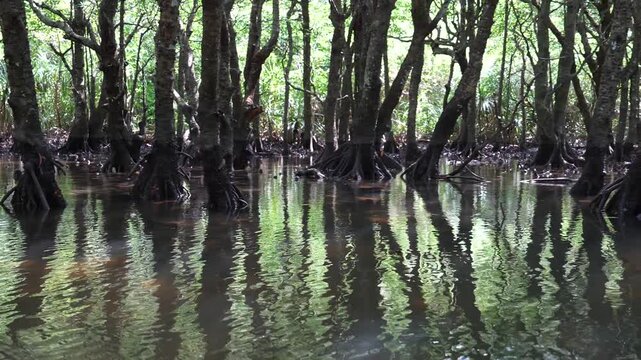 Reflections of Mangrove Roots in Shallow Tidal Water