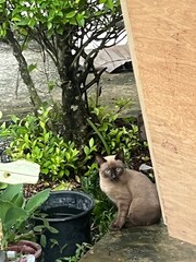cat on the roof © ชนากานต์ หมัดหลี