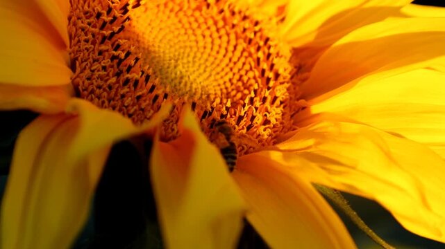 Macro close-up of a bee pollinating a bright yellow sunflower on a warm sunny day. Detailed footage of insect and petals in wild nature.