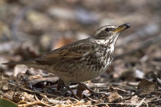 a dusky thrush on the ground