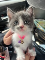 kitten in a box © ชนากานต์ หมัดหลี