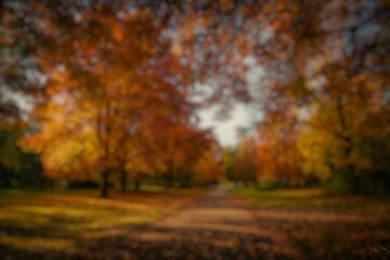 Fototapeta premium Blur image of colorful maple leaves falling in an autumn landscape with warm sunlight.