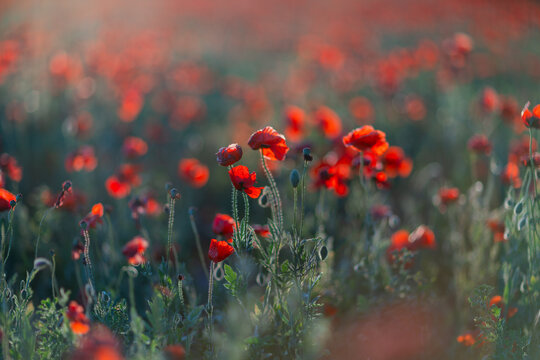 Red poppy flowers bloom in sunny summer meadow field under soft morning light during seasonal spring time nature growth
