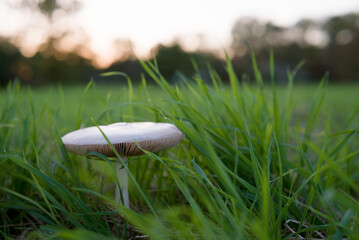 white mushroom in green gras (ver. 2) © Alex an der S