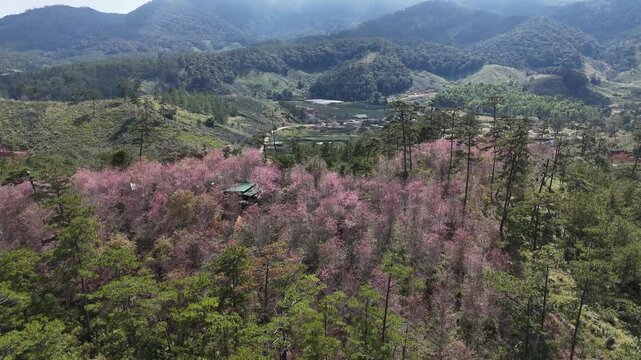 Beautiful aerial drone view of vibrant pink wild Himalayan cherry blossoms blooming among lush green pine trees in a tranquil valley landscape in Da Lat, Lam Dong province, VietnamBeautiful aerial dro