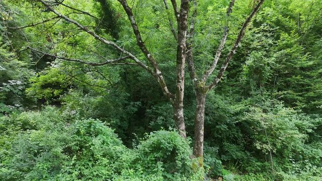 Albero alto con corteccia ruvida circondato da vegetazione fitta, arbusti e fogliame verde in un ambiente boschivo rigoglioso e incontaminato