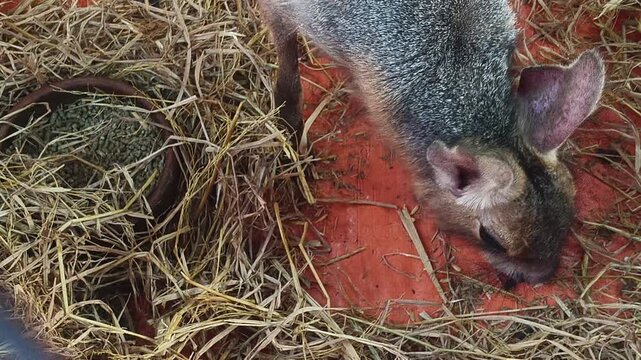A Patagonian mara (Dolichotis patagonum) inside a zoo enclosure with a bright orange floor scattered with straw. The animal, native to Argentina, has a grayish-brown coat and long ears.
