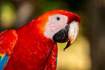 Honduras, Copán Ruinas, Scarlet Macaw (Ara macao) outside the ruins © Luigi