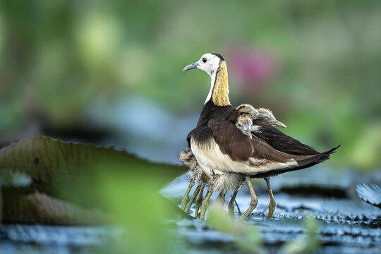 Pheasant tailed Jacana with chicks resting under the feathers