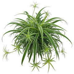 Naklejka premium A green plant with long thin leaves on a white background