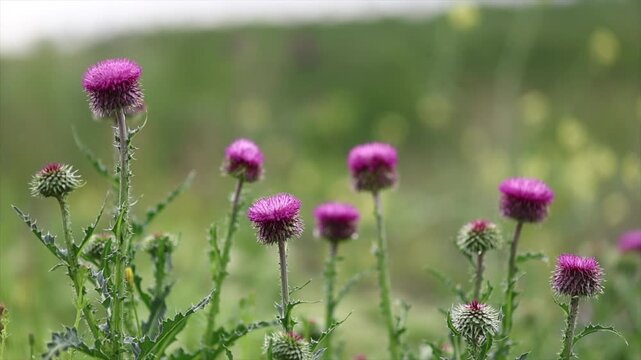 A picture of Silybum marianum plant growing with the arrival of spring
